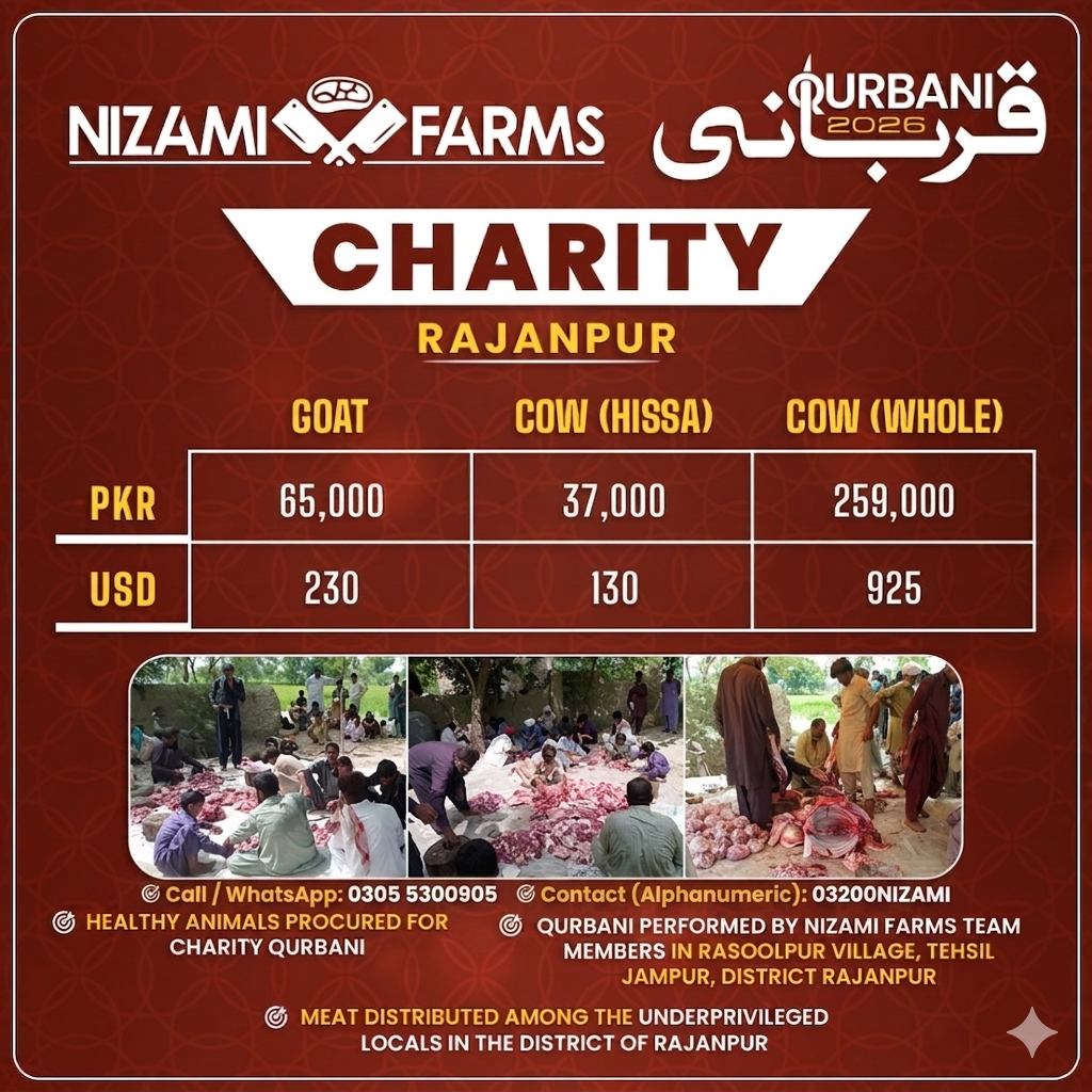 Qurbani for Charity in Rajanpur