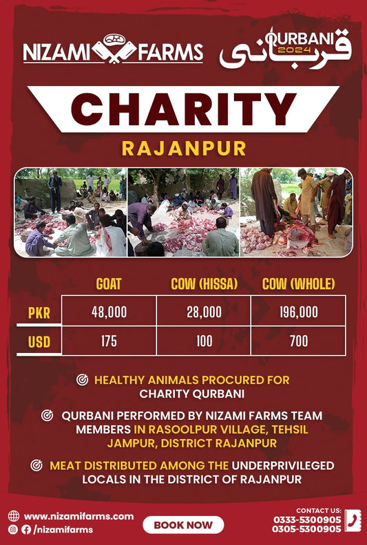 Qurbani for Charity in Rajanpur