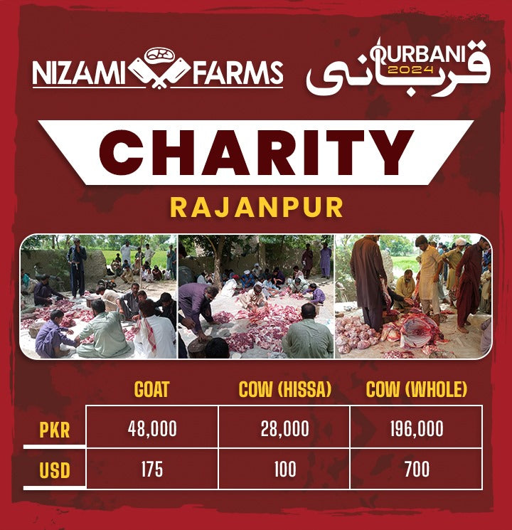 Qurbani for Charity in Rajanpur